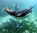 PENGUIN DIVING 6